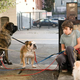 Illustration for article titled Hotel For Dogs